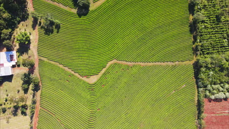 Vibrant-green-tea-plantation-in-South-America
