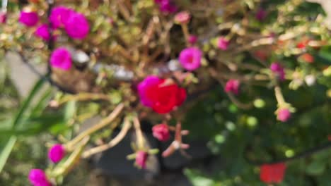 Moving-away-from-portulaca-grandiflora-in-a-hanging-pot-as-it-becomes-out-of-focus