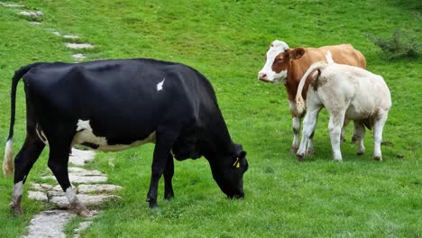 Kühe-Und-Kälber-Stehen-Grasend-Auf-Einem-Ländlichen-Walisischen-Wiesen-Ackerland-Hügel