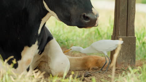 Western-Cattle-Egret-Feeds-by-Lying-Relaxing-Milk-Cow