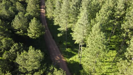 Aerial-view-of-pine-plantations-and-a-dirt-road