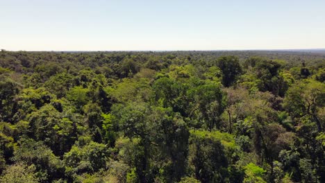 World's-largest-rosewood-reserve-in-Misiones,-Argentina-seen-from-a-drone