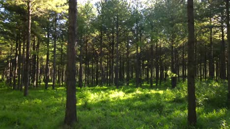 Plantation-of-pine-trees,-reforestation-field
