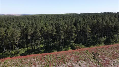 Drone-advancing-over-a-pine-reforestation-field-on-province-of-misiones,-argentina