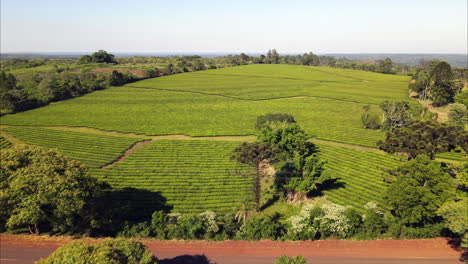 Aerial-view-of-green-tea-plantation