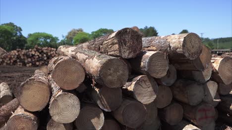 Cut-and-stacked-pine-tree-logs