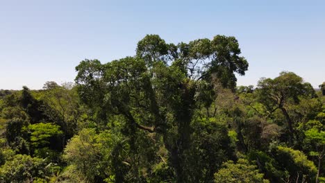 Vista-Por-Drones-De-Un-árbol-De-Palo-De-Rosa-Con-Selva-Nativa-Al-Fondo