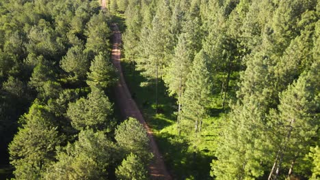 Camino-De-Tierra-En-Medio-De-Un-Campo-De-Reforestación.