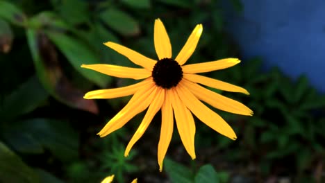 Beautiful-Black-Eyed-Susan-solo-flower-fluttering-in-the-breeze