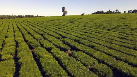 Tractor-harvesting-green-tea-in-a-green-tea-field