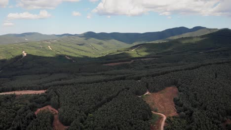 Video-De-Drones-Sobre-Densos-Bosques-De-Pinos-Caminos-De-Tierra-Cielo-Azul-Nubes-Fondo-Soleado