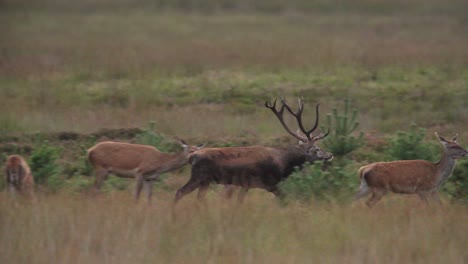 Red-deer-stag-bellows-and-chases-around-hinds-from-harem,-rutting-season
