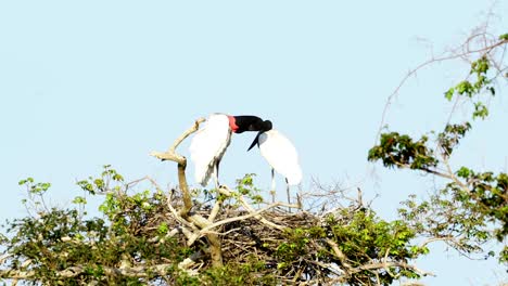 Jabiru-storks-standing-on-their-nest-overlooking-the-savannah