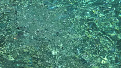 Gesattelte-Goldbrasse-Tropenfische-Konkurrieren-Um-Nahrung-Im-Mittelmeer-–-Blick-Von-Oben-Auf-Die-Oberfläche