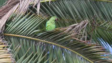 A-Rose-ringed-Parakeet-in-a-Palm-Tree-on-Gran-Canaria