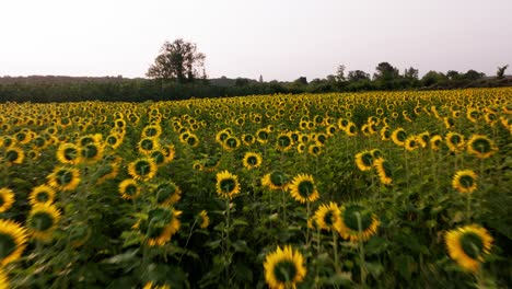 Sehr-Nah-Am-Boden-Liegende-Luftaufnahme-Eines-Großen-Feldes-Blühender-Sonnenblumen-In-Der-Dordogne-Region-In-Frankreich