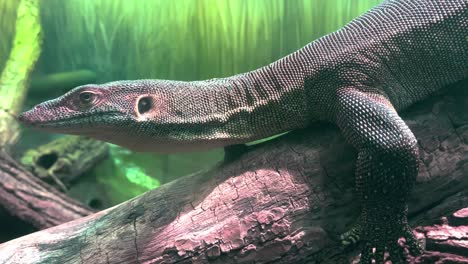 Large-reptile-in-a-habitat-breathing-deeply,-side-view-of-reptile