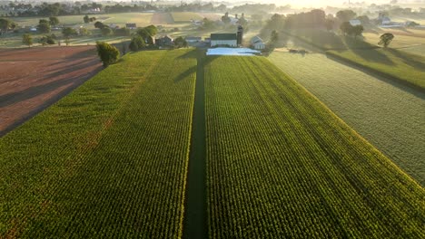 Golden-corn-field-in-tassel