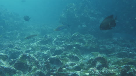 Aquatic-shot-of-the-Galapagos-fish