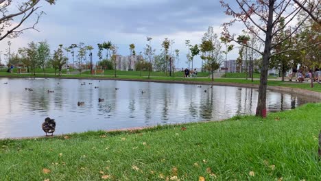 Located-in-Bucharest,-Romania,-a-breathtaking-view-of-a-park-provides-a-truly-refreshing-sight-with-visitors-here-having-opportunity-to-marvel-at-a-stunning-pond-decorated-with-elegant-ducks