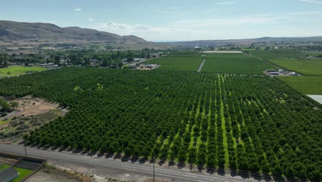 Drone-shot-of-a-fruit-orchard-in-Eastern-Washington's-Benton-City