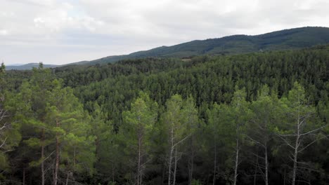 Drone-video-passing-over-tall-pine-trees-revealing-dense-forest-summer-day