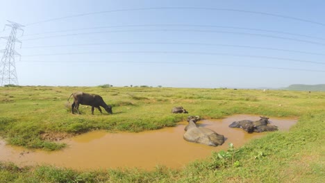 Búfalos-De-Agua-Domésticos-O-Bubalus-Bubalis-Bañándose-En-Un-Charco-De-Agua-En-La-India-Rural