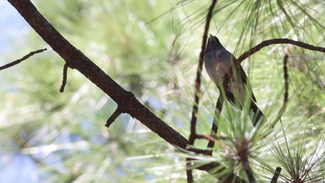 A-video-of-the-very-rare-Gran-Canaria-Blue-Chaffinch-singing