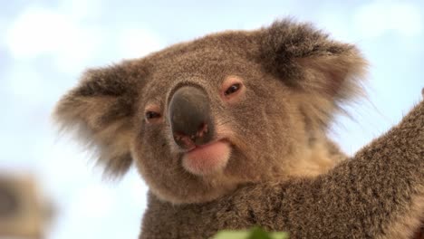 Extreme-close-up-head-shot-of-a-sleepy-koala,-phascolarctos-cinereus-with-fluffy-fur,-dazing-and-resting-on-the-tree-with-eyes-half-closed-and-slowly-turn-its-head-away