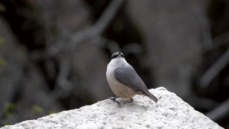 Pequeño-Pájaro-Cantor-Esponjoso-Sentado-En-La-Pared-Y-Gorjeando-En-Montengro