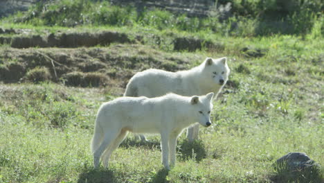 Fauna-Canadiense:-Lobos-árticos-En-La-Tundra-De-Verano.