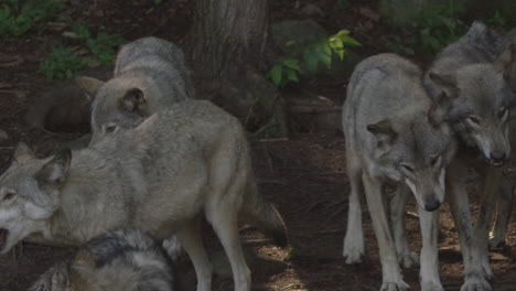 Kanadische-Tierwelt---Wolfsrudel-Gemeinsam-Im-Wald
