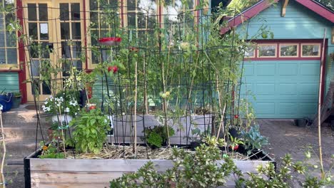 Raised-organic-backyard-garden-with-tomatoes,-flowers,-and-basil