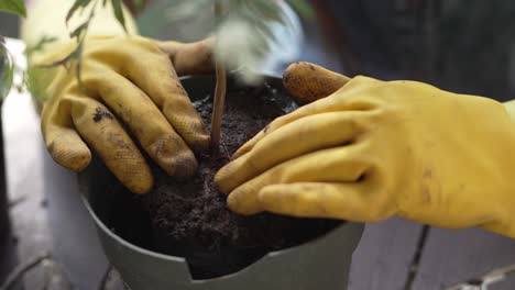 Kleines-Mädchen-Mit-Gelben-Handschuhen-Pflanzt-Mit-Ihren-Händen-Eine-Australische-Eichenpflanze-In-Einen-Topf