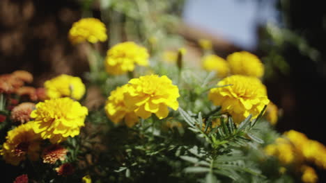 Yellow-flowers-handheld-in-a-garden