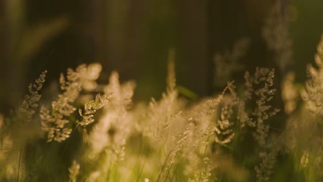 Close-up-static-shot-of-undergrowth-in-forest-at-golden-hour
