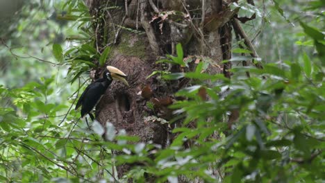 Regurgitating-food-items-to-feed-the-individual-inside-the-burrow,-Oriental-Pied-Hornbill-Anthracoceros-albirostris,-Thailand