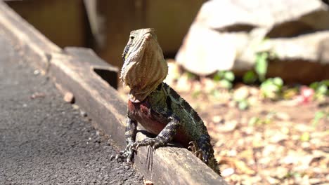 Male-Australian-eastern-water-dragon,-intellagama-lesueurii-with-deep-red-colour-on-the-chest-and-belly-area,-spotted-basking-on-the-kerbside-of-a-forest-pathway,-wondering-around-the-surroundings