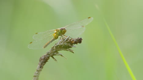 Close-up-handheld-shot-of-dragonfly-on-vegetation-in-nature