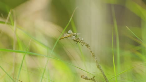 Dragonfly-perched-on-vegetation-in-nature