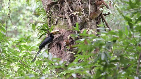 A-nest-then-an-individual-come-with-some-hardened-mud-in-its-mouth-to-deliver,-Oriental-Pied-Hornbill-Anthracoceros-albirostris