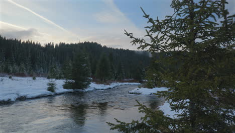 Pan-view-of-a-mountain-river-flowing-through-fir-forests-in-a-winter-atmosphere-at-sunset