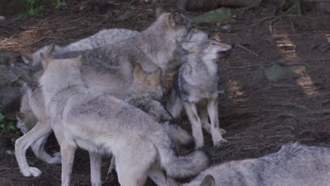 Kanadische-Tierwelt---Wolfsrudel-Spielen-Kämpfende-Zeitlupe