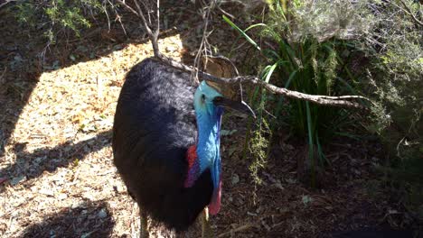 High-angle-close-up-shot-capturing-a-wild-southern-cassowary,-casuarius-casuarius-johnsonii-pecking-its-black-feather,-flightless-bird-species-native-to-Australia-and-New-Guinea