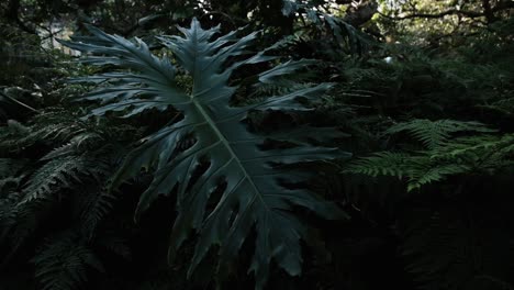 Giant-tropical-Monstera-leaf-in-a-jungle-scene-with-ferns-and-other-plants
