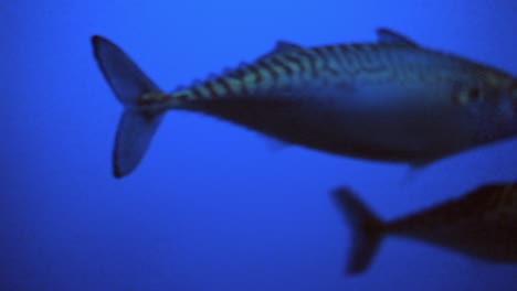 Large-School-Of-Pacific-Mackerel-Swimming-In-The-Aquarium---close-up