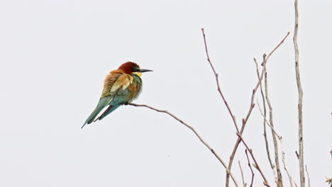 A-European-Bee-eater-Sitting-on-a-branch