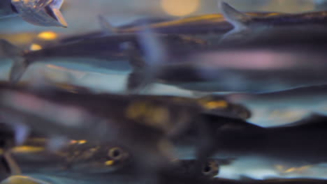 School-Of-Fish-Swimming-Together-In-An-Aquarium---close-up