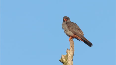 A-Red-footed-Flacon-sitting-on-a-tree