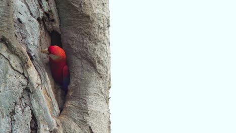 A-pair-of-scarlet-macaws-nesting-in-a-tree